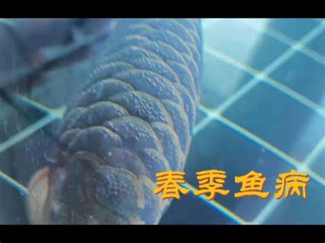 龍魚生病|龍魚沉底是什麼原因，怎麼解決精選